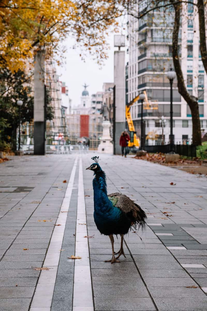 que-ver-en-valladolid-en-un-día