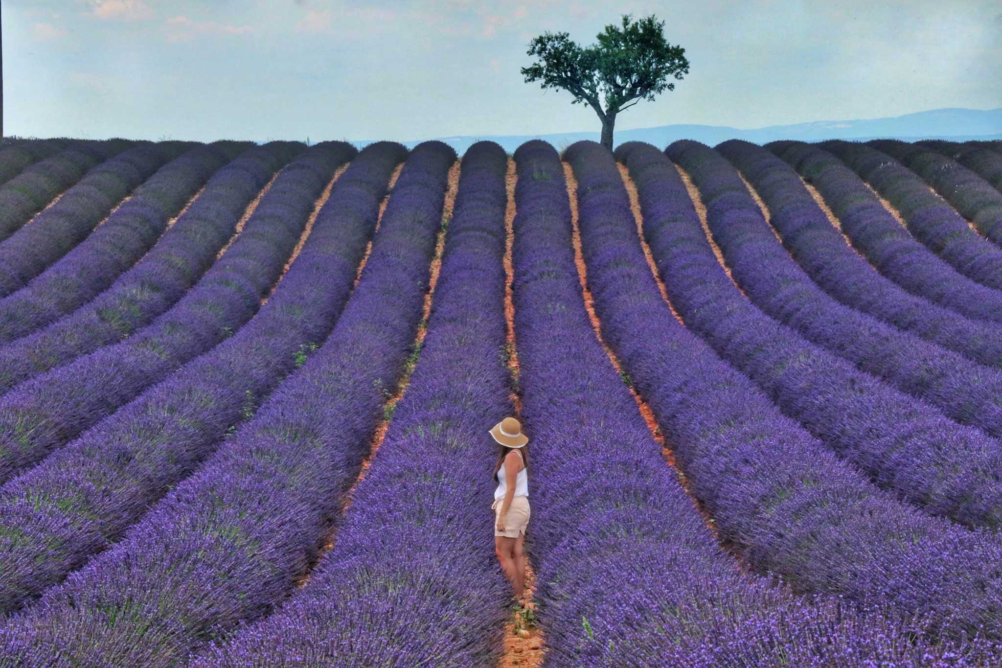 provenza